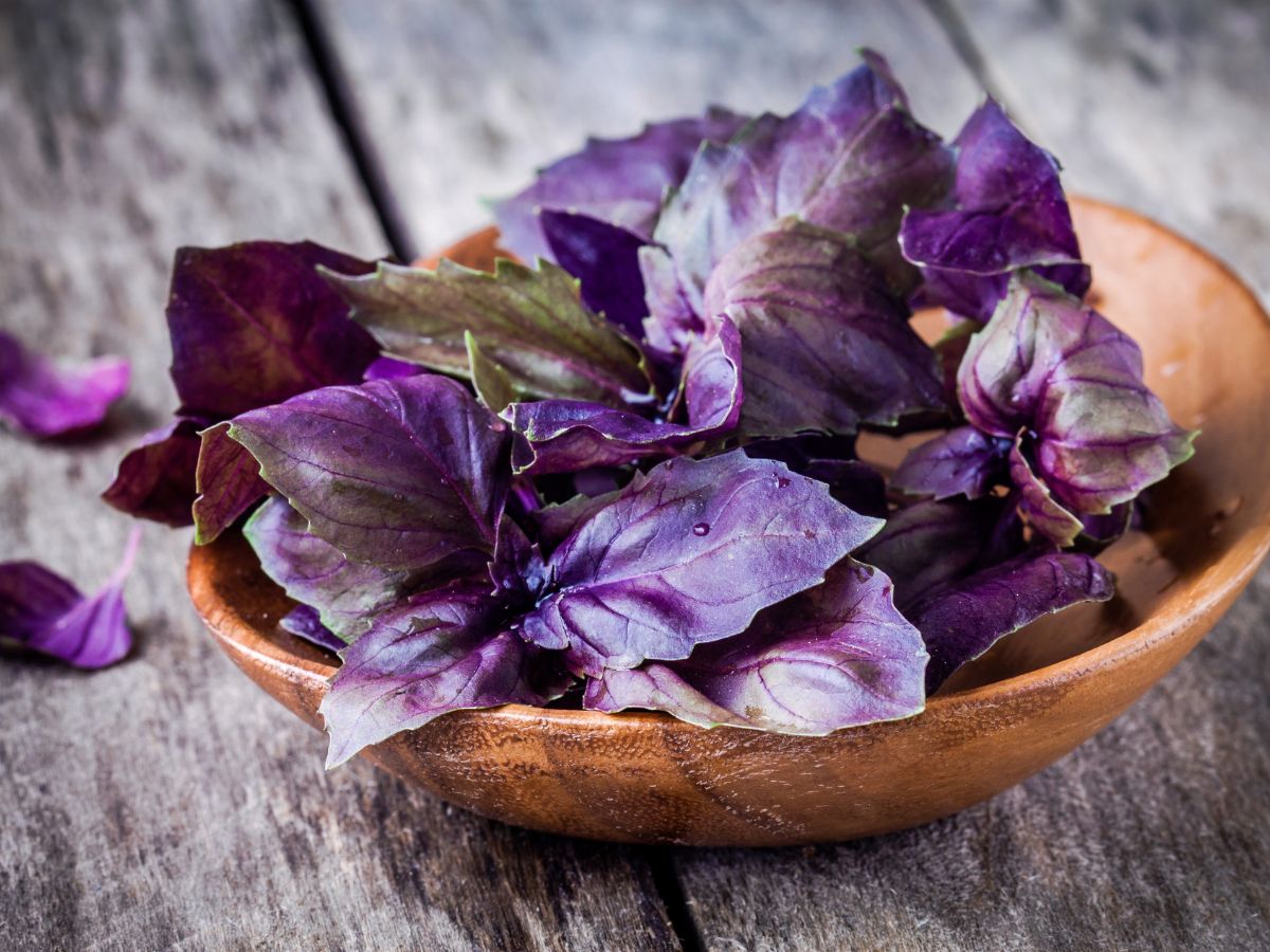 Superfood Spotlight: The Nutritional Benefits of Purple Basil